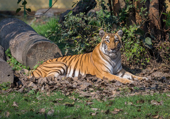 Bengal tiger at a wildlife sanctuary in India. The Bengal tigers are considered endangered species in the family of big cats.