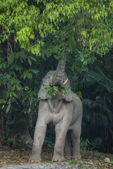 Fototapeta na wymiar Wild elephant in Khao Yai National Park, Thailand