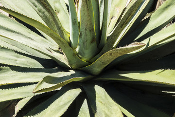 Mezcales de Oaxaca, Mexico