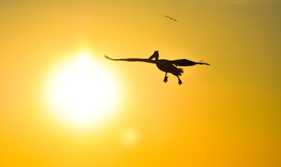 Pelican flying at sunset sky, silhouette. 