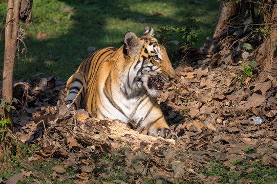 Bengal tiger - One of the most beautiful and endangered species in the family of big cats. Photograph shot at an animal and wildlife sanctuary in India.