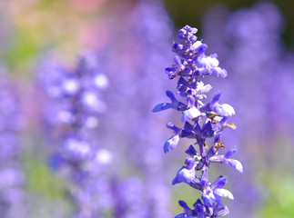 Background purple flowers