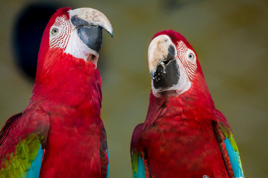Scarlet macaw birds raise their neck together in a distinct behavioral trait at a bird sanctuary in India.