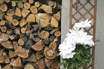 Kwiat © KrólestwoNauki