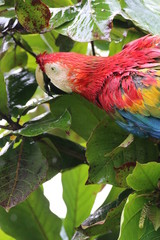 Guyane - Saül - Dec 2016 - Perroquet