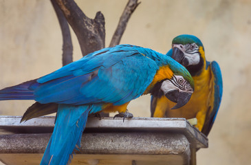 Yellow blue macaw birds eating food at a bird sanctuary in India.