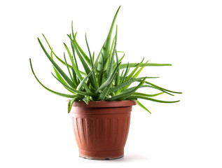 Aloe vera  in a pot isolated on white, medical healing plant for skin treatment and cosmetics