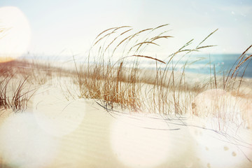 Strandgras weht im Wind