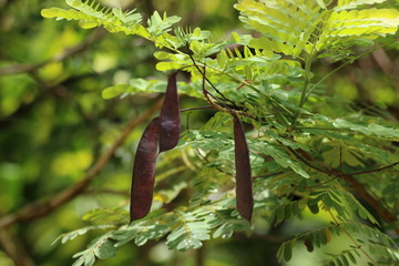 Guyane - Saül Dec 2016 - Nature