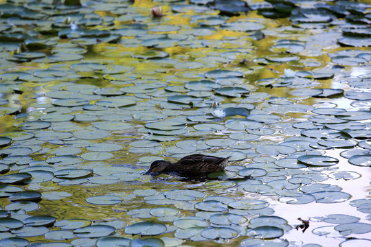 Canard. Les étangs de Corot. Ville d'Avray. / Duck. The ponds of Corot. Ville d'Avray.