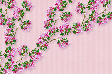 Blossoming branch apple. Bright colorful spring flowers