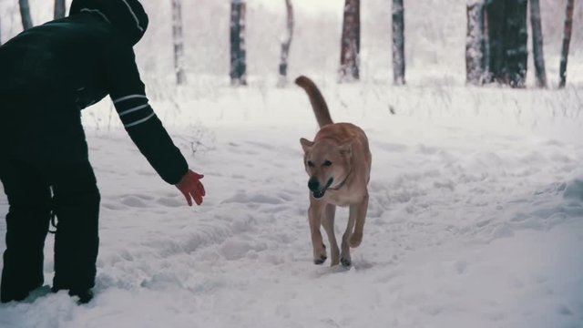 Woman with Dog Walking in the Winter Forest. Slow Motion