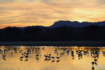 Naklejka premium Cranes in Pond at Sunset with Colorful Sky