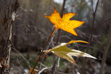 Two Leaves of Fall