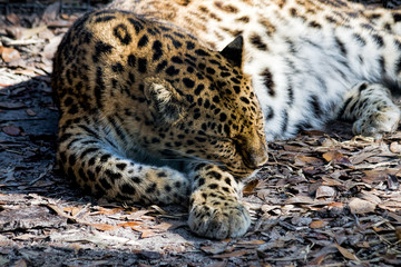 Close up of Leopard sleeping, natural color, horizontal