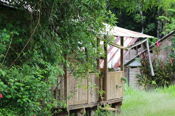 Guyane - Sa&uuml;l Dec 2016 - Plantes