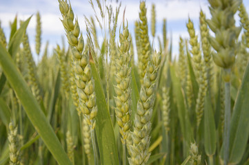 agricultural field