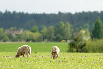 Fototapeta premium agricultural field