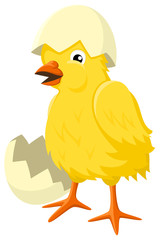 Vector illustration of a baby chick, just hatched from his egg.