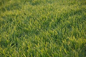 Green Grass Field