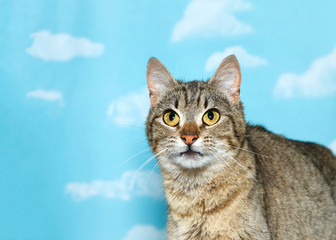 Portrait of a black and white tabby looking up to viewers left, blue background sky with clouds. Copy space