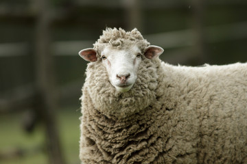 Obraz premium sheep