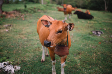 Close up of the brown cow. On the background another cows are lying on the grass.Indonesia, Bali