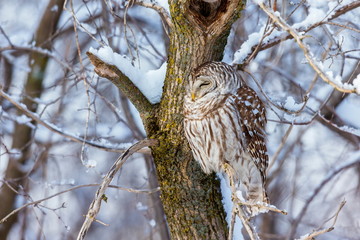 The barred owl is a large typical owl native to North America. Best known as the hoot owl for its distinctive call, it goes by many other names, including eight hooter, rain, wood  and striped owl. 