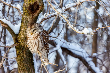 The barred owl is a large typical owl native to North America. Best known as the hoot owl for its distinctive call, it goes by many other names, including eight hooter, rain, wood  and striped owl. 