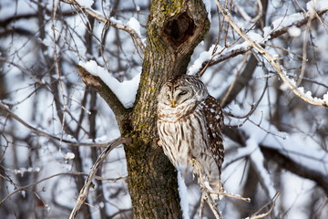 The barred owl is a large typical owl native to North America. Best known as the hoot owl for its distinctive call, it goes by many other names, including eight hooter, rain, wood  and striped owl. 