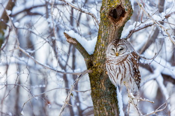The barred owl is a large typical owl native to North America. Best known as the hoot owl for its distinctive call, it goes by many other names, including eight hooter, rain, wood  and striped owl. 