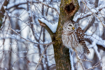 The barred owl is a large typical owl native to North America. Best known as the hoot owl for its distinctive call, it goes by many other names, including eight hooter, rain, wood  and striped owl. 