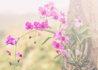 Pink orchid flower