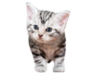 Cute American shorthair kitten with with cobweb