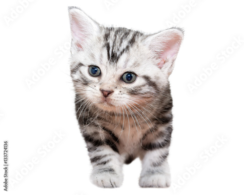Cute American Shorthair Kitten With With Cobweb Stock Photo And