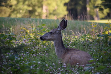 Mule Deer Resting
