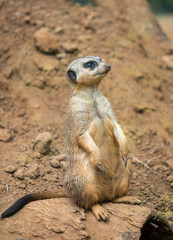 Meerkat