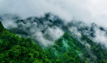 Fototapeta na wymiar rain forest with mist