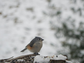 Titmouse