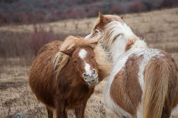 Wild Ponies