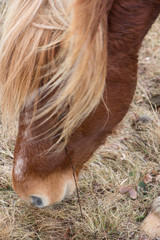 Wild brown Pony with Mane Blowing in the Wind Closeup