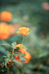 Rose flower in garden