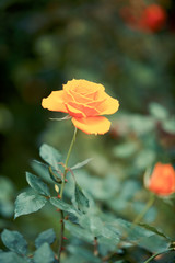 Rose flower in garden