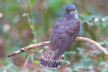 Beautiful of smallest Cuckoo bird and very rare , Indian Cuckoo on branch