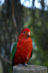 Australian king parrot