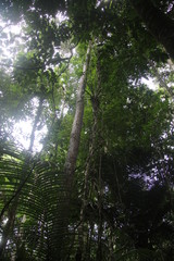 Fototapeta premium Guyane - Saül Dec 2016 - Forêt