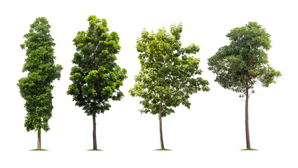 Collection of isolated tree on white background