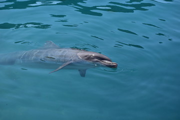 Fototapeta premium Miami, Florida - USA - January 08, 2016: Swim with the Dolphins