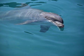 Miami, Florida - USA - January 08, 2016: Flipper Dolphin