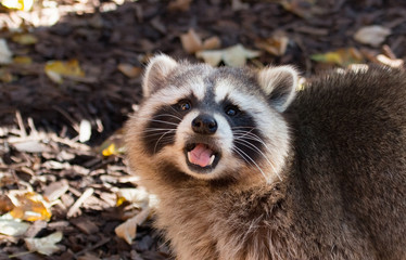 Raton laveur souriant à la caméra